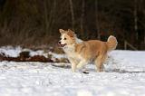 BORDER COLLIE 1202